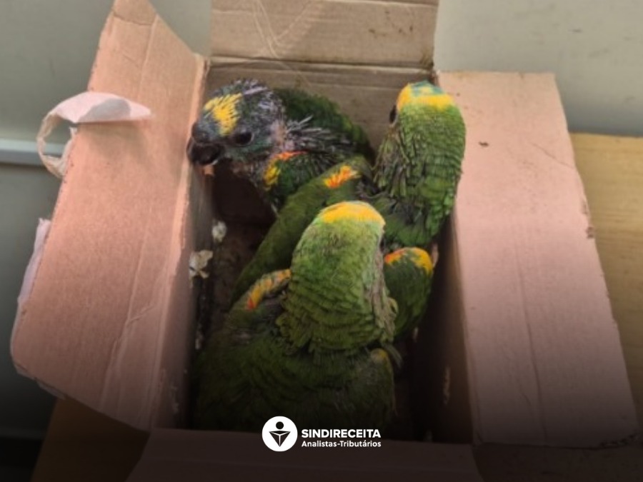 Receita Federal apreende papagaios traficados na Ponte da Amizade