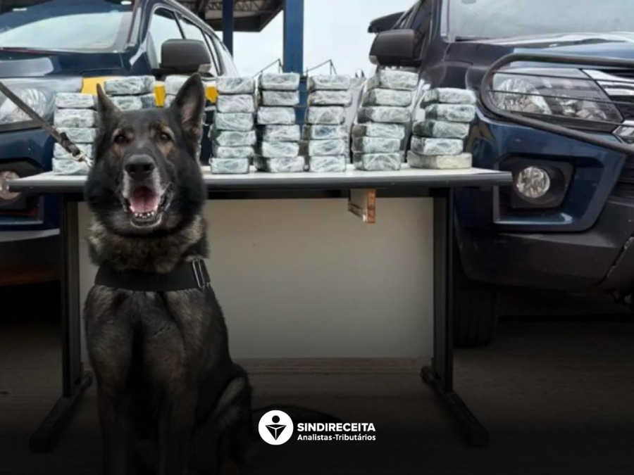 Receita Federal apreende cocaína e fetos de lhama em operação na fronteira